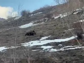 Erzurum’da yavru yaban domuzu sürüsünü arıyor
