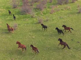 Eskişehir’deki yılkı atların özgür halleri havadan görüntülendi
