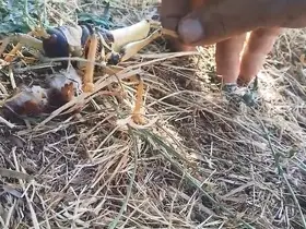 Etçil çekirgeyi balıkla besledi
