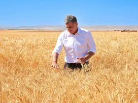 ETİ, kuraklığa dayanıklı Kanatlı Buğdayı’nın ilk tohumluk hasadını gerçekleştirdi
