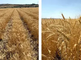 ETİ’den kurak iklim koşullarına dayanıklı yerli buğday çeşidi
