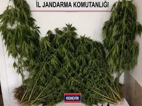 Ev ve bahçesinde kenevir yetiştiren şüpheli yakalandı
