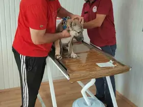 Evcil hayvan sahiplerine mikroçip uyarısı
