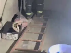 Evde görülen zehirli engerek itfaiye ekiplerince yakalandı

