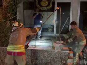 Evin bahçesine giren 1 buçuk metrelik yılan korkuttu
