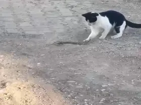 Fareyle oynar gibi yılanla oynadı, ağzıyla kapıp uzaklaştı

