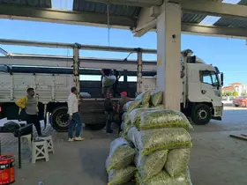 Fasulye pazarında yüzler güldü
