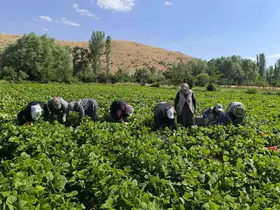 Fasulyede hasat maratonu başladı
