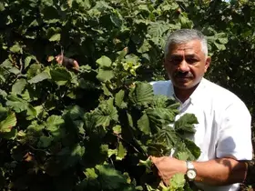 Fındık fiyatlarında son durum