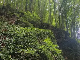 Fındık toplarken uçuruma yuvarlanan şahıs hayatını kaybetti
