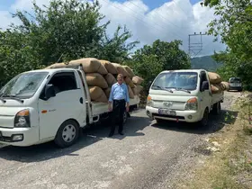Fındık tüccarından üreticiye kritik uyarı: "Dalından toplamayın, yere dökülmesini bekleyin"
