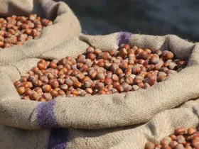 Fındık üreticilerinden Ferrero’ya "manipülasyon" tepkisi: "Amaç üreticiyi panikletip ucuza fındık almak"
