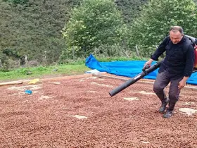 Fındık üreticisi, yağmur nedeniyle kurutamadığı ürününü üfleme körüğüyle kurutuyor
