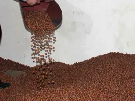 Fındıkta serbest piyasa düşüşte, Tarım Kredi en yüksek alımı yapıyor
