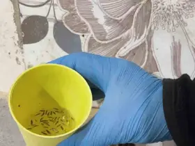 Fırın denetiminde mide bulandıran görüntüler, zabıta böcek çeşitlerini saymakla bitiremedi
