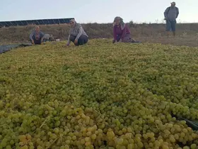 Fiyatlardaki dengesizlik çiftçiyi kuru üzüme sevk etti
