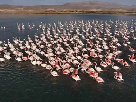 Flamingolar, Erçek Gölü’ndeki konaklama süresini uzattı
