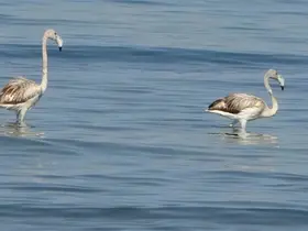 Flamingoların yeni durağı İskele sahili oldu
