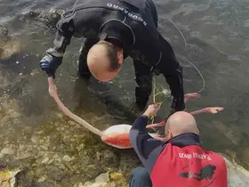 Flamingoya hayat veren kurtarma operasyonu
