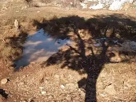 Fotokapanla yaban domuzunun çamur banyosu ve kurdun av peşindeki anı kaydedildi
