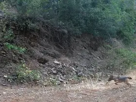 Ganos Dağları’nda çakalın karacanın peşinden gitmesi kamerada
