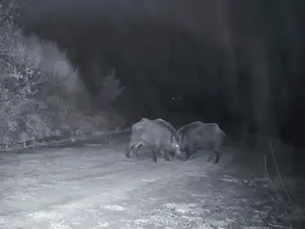 Ganos Dağları’nda domuz sürüsünün kavgası kameraya yansıdı
