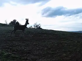 Ganos Dağları’nda karacalar fotokapana yakalandı
