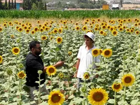 GAP suyuyla birlikte Şanlıurfa’da ürün çeşitliliği zirveye çıktı
