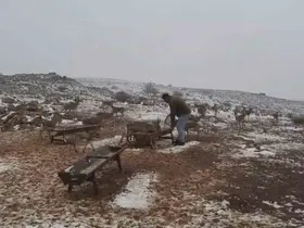 ‘Gazella gazella’ dağ ceylanlarının kar keyfi
