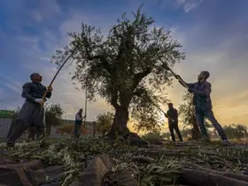 Gaziantep ve bölgede zeytin hasadı başladı
