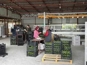 Gazipaşa avokadosu Gürcistan yolcusu
