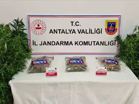 Gazipaşa’da 146 kök kenevir ve 1 kilo 150 gram esrar ele geçirildi
