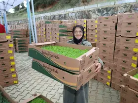 Gebzeli çiftçiye 500 bin sebze fidesi
