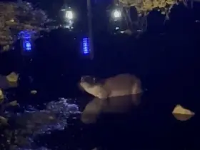 Gece saatlerinde göl kıyısında su samuru görüntülendi
