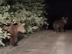 Gece yarısı ayılarla karşılaşan vatandaşlar panik yaşadı: O anlar kamerada
