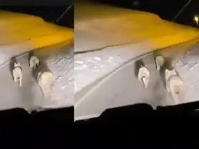 Geçitli köyüne inen kurt sürüsü görüntülendi
