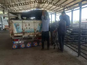 Gediz Belediyesi hayvan pazarı pazartesi günleri kurulacak
