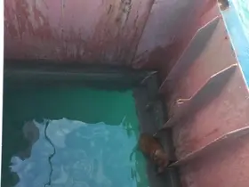 Gemiden denize düşen köpeği itfaiye kurtardı
