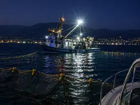 Gemlik Körfezi’nde sardalya avcılığı başladı
