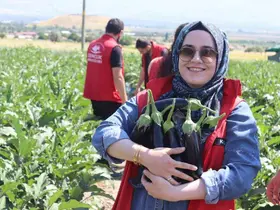 Gençlik merkezi gönüllüleri patlıcan hasadına katıldı
