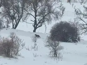 Gercüş’te aç kalan kurtlar, şehir merkezine indi
