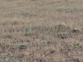 Gercüş’te domuz sürüsü görüntülendi
