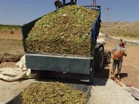 Gercüş’te fıstık hasadı başladı
