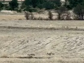 Gercüş’te tilkilerin sevimli kovalamacası kamerada
