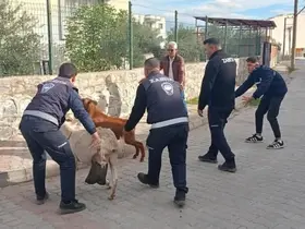 Germencik’te başıboş keçiler toplandı
