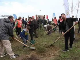 Gerze’de şehit orman görevlileri anısına fidan dikildi
