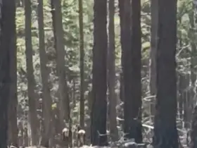 Geyik sürüsü amatör kameraya yansıdı
