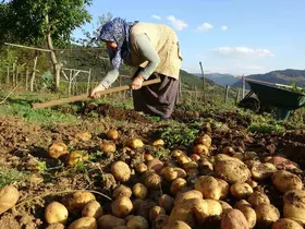 Giresun yaylalarında patates hasadı başladı
