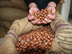 Giresun’da serbest piyasada fındık fiyatı 185 liraya geriledi
