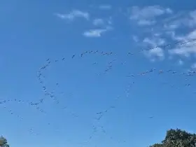 Göç eden leylek sürüsü gökyüzünde görsel şölen oluşturdu
